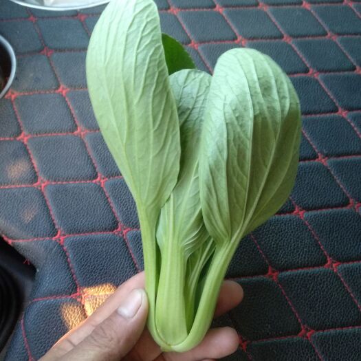 曹县夏妃青梗菜 1~2两