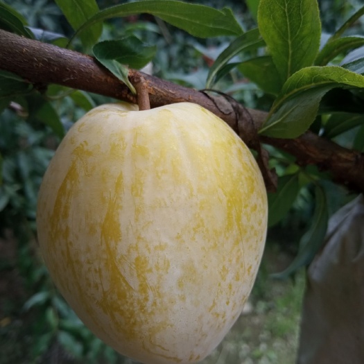 炎陵县 炎陵下村高山奈李上市了