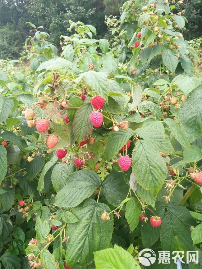  红树莓 双季红树莓 树莓苗
