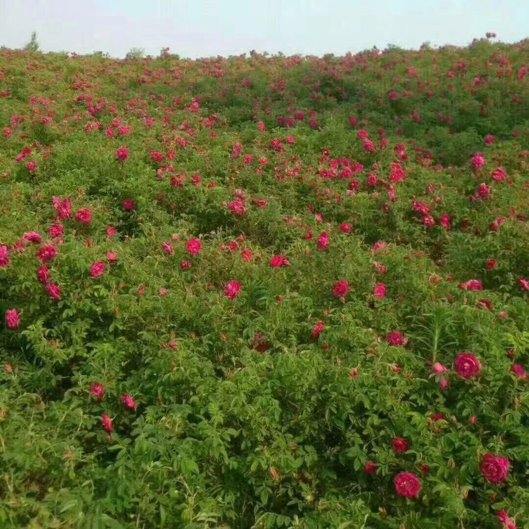 卫矛苗 卫矛价格 桃叶卫矛价格 金叶卫矛价格 卫矛小苗 批发