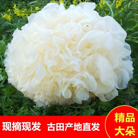古田县新鲜银耳现摘现发古田白木耳易糯多胶
