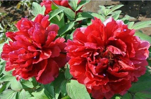 菏泽花王  精品观赏牡丹，多层花，保品种，保成活，保证质量