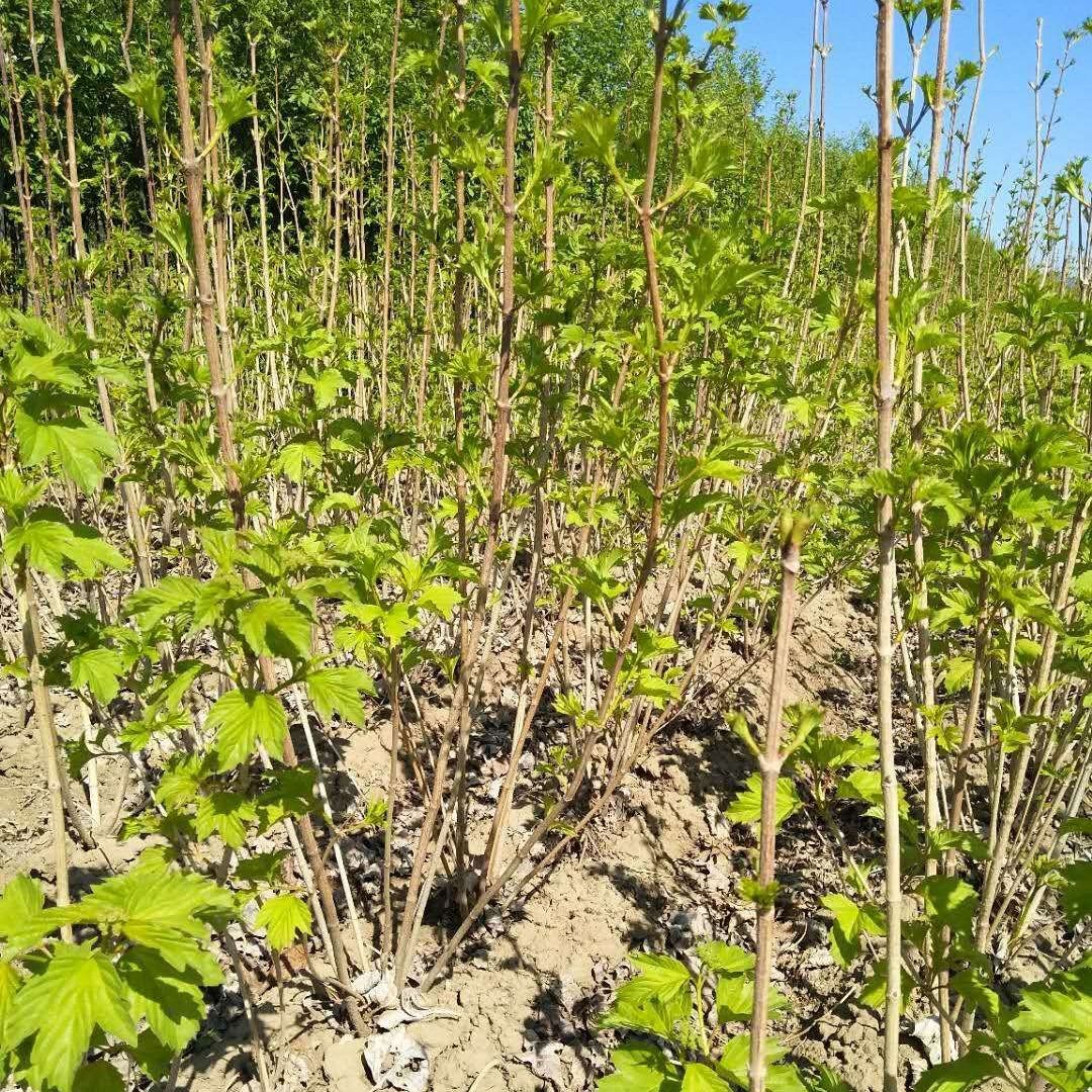 天目琼花价格 鸡树条荚蒾价格 批发天目琼花