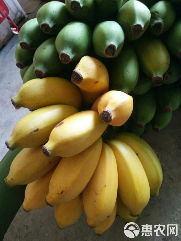 广西小米蕉新鲜香蕉当季水果小芭蕉苹果蕉粉蕉现摘现发水果