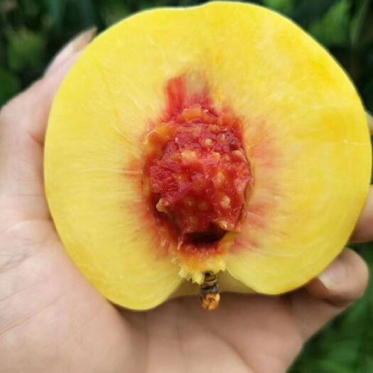 炎陵县 炎陵黄桃