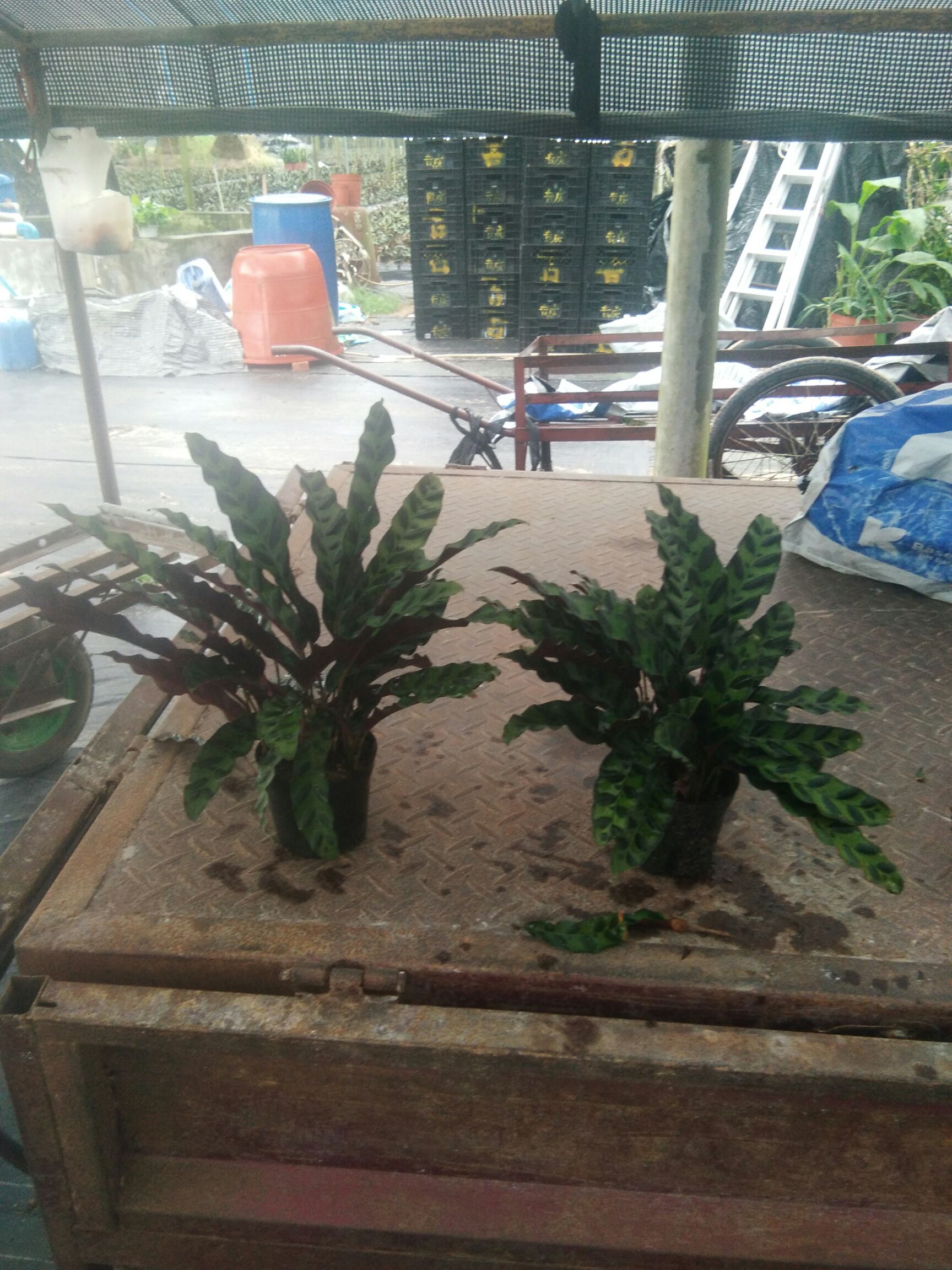 豹纹竹芋 40万盆竹芋，找销路