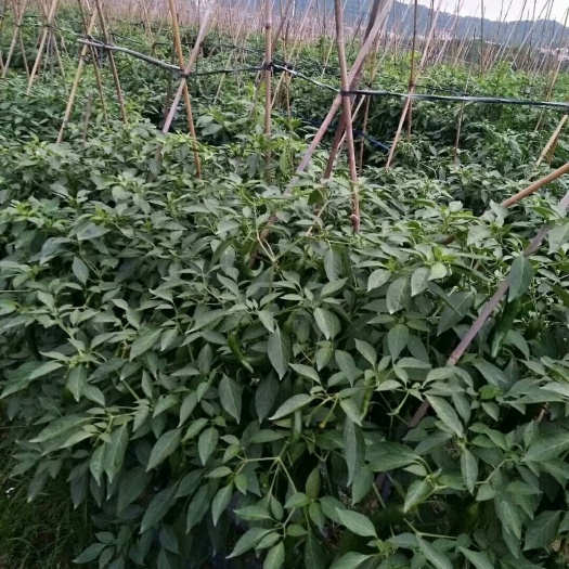 厦门美人椒种子 红法利美人椒1000s/包