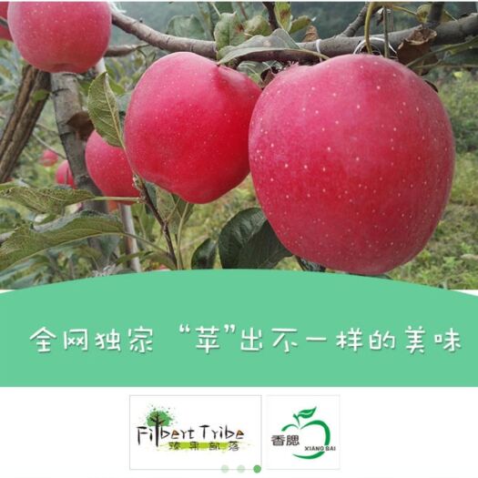 洛宁县 绵绣红苹果   基地直供