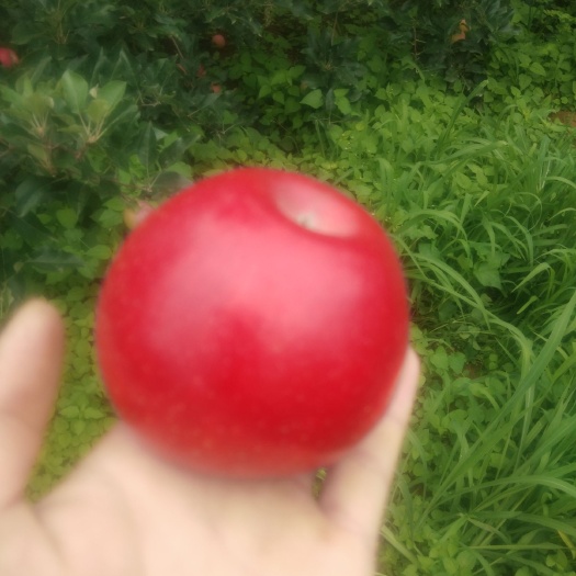 盐源县 大凉山盐源丑苹果