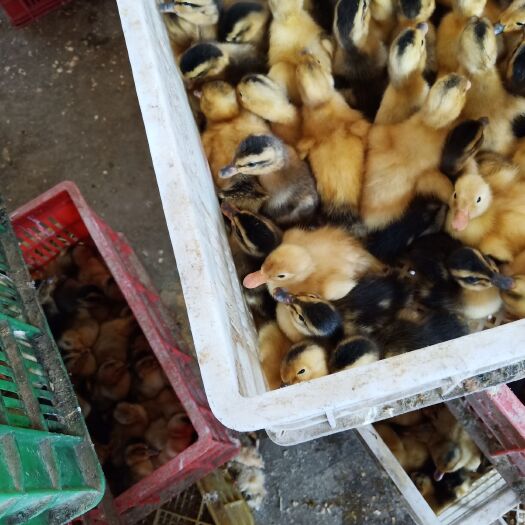 南宁杂交鸭苗，品种良好，货真价实