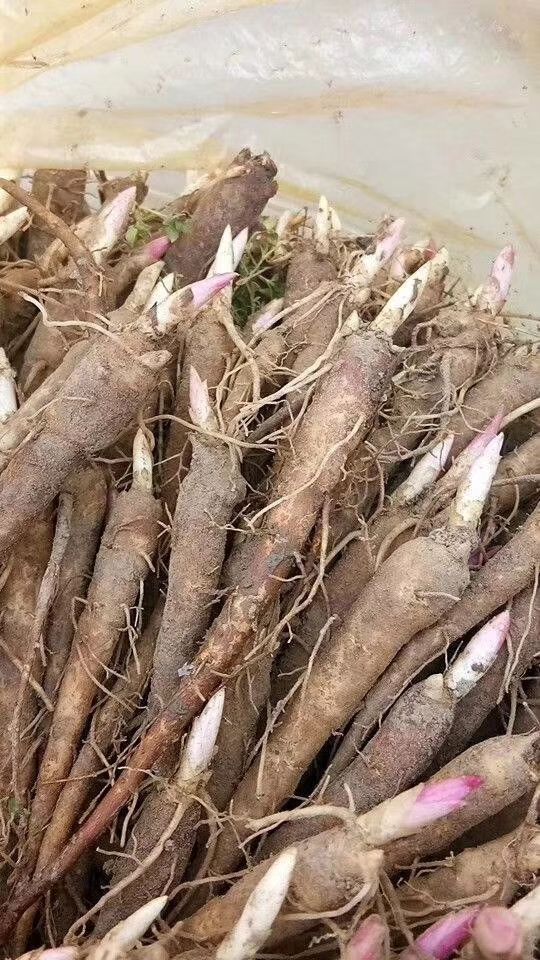 白芍种苗  芍药苗，精品芍药苗，保品种，保成活，保证质量，现