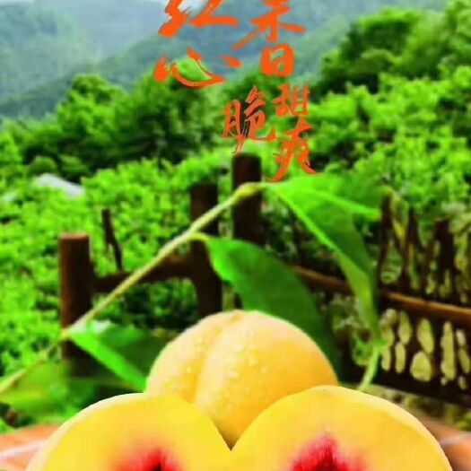 炎陵县 出售二级品炎陵黄桃