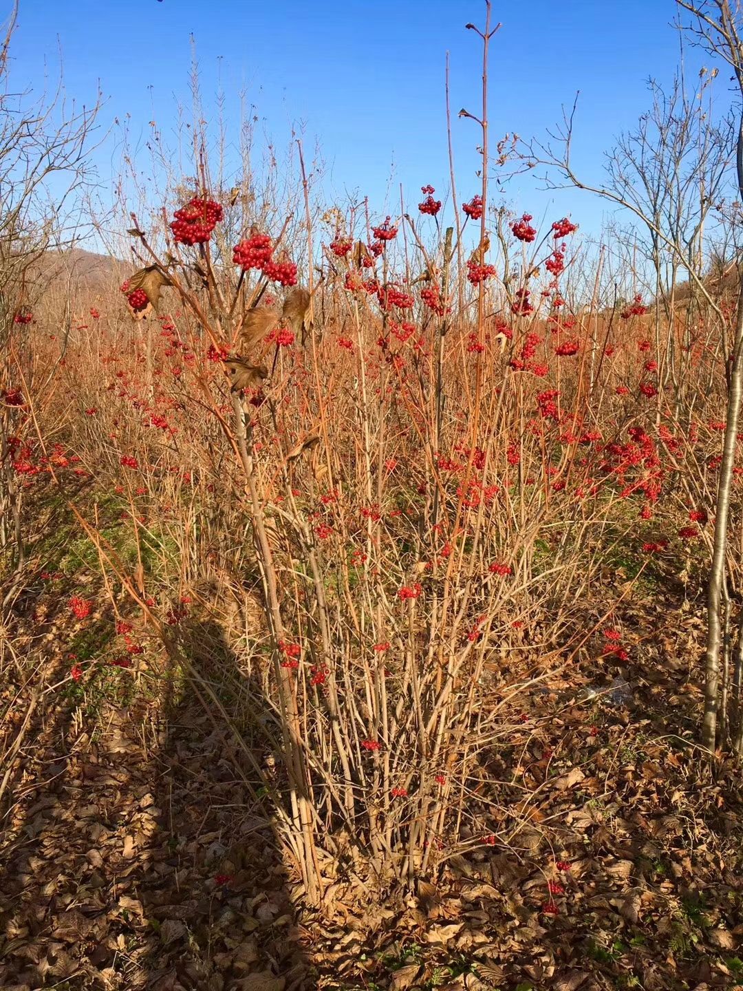 天目琼花价格 鸡树条荚蒾价格 批发天目琼花