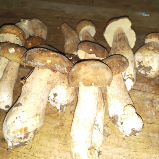 南召县黄牛肝菌  二级，价格合理，保证质量和品质