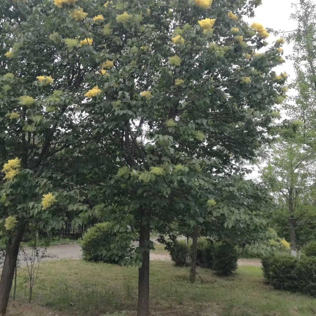 卫矛苗 卫矛价格 桃叶卫矛价格 金叶卫矛价格 卫矛小苗 批发