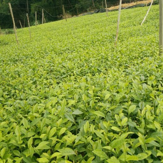 蒲江县奶白茶树苗  奶白茶苗(皇金茶苗)