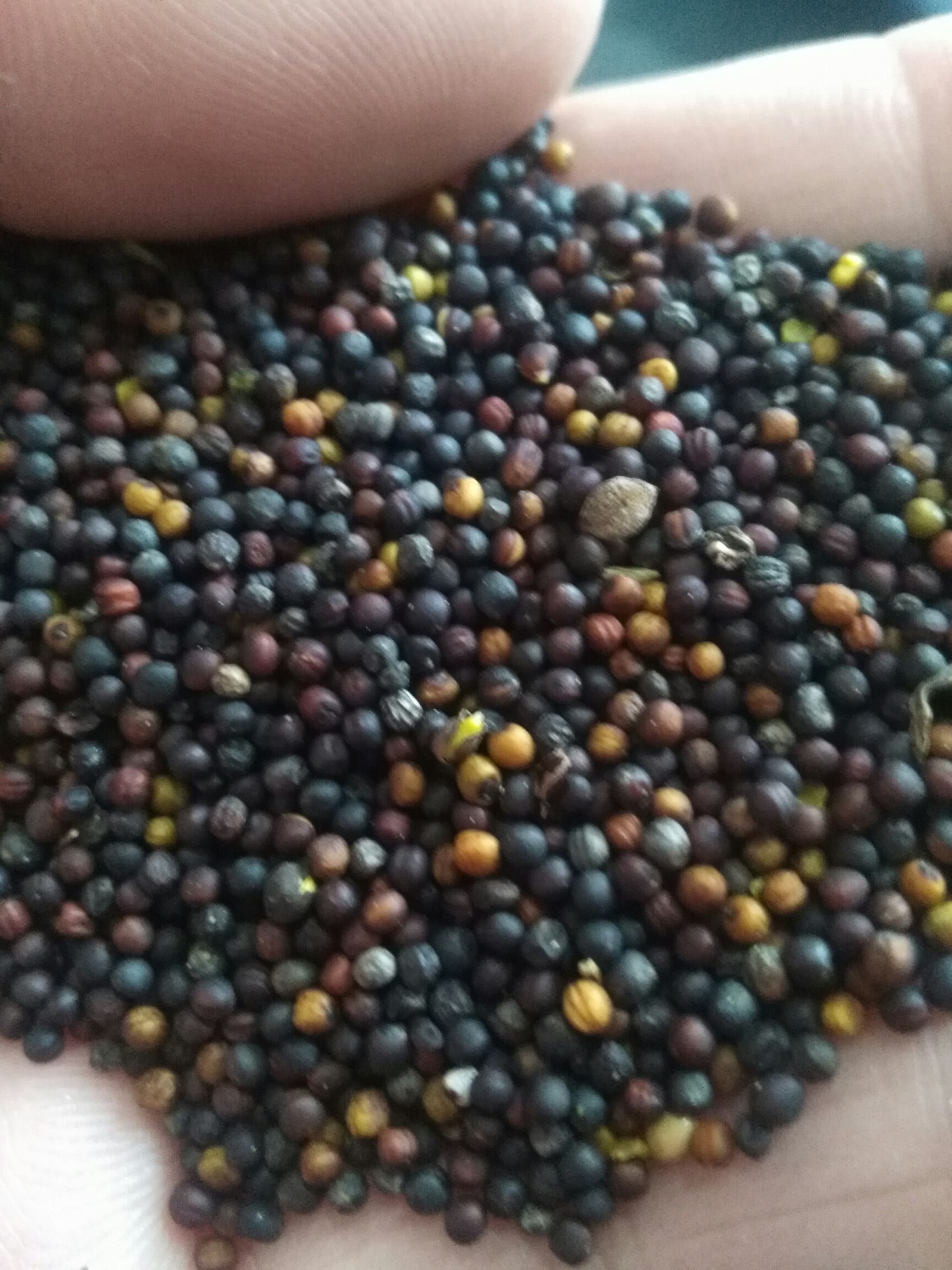 油菜籽  菜籽，2025年包邮送货上门。