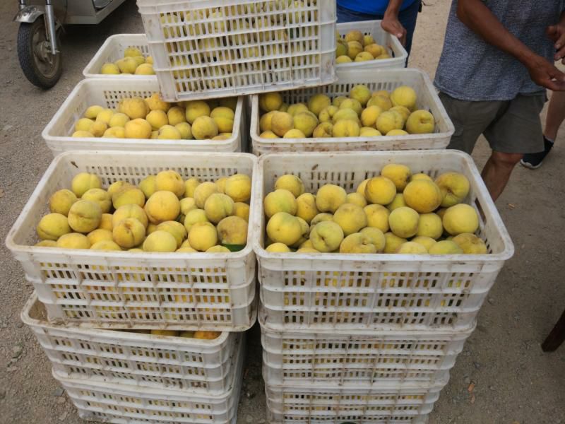 黄金黄桃 45mm以上 2 - 3两