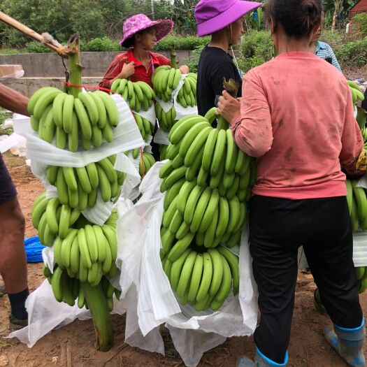 合浦县 广西蕉，自家基地，一万亩，量大，稳定