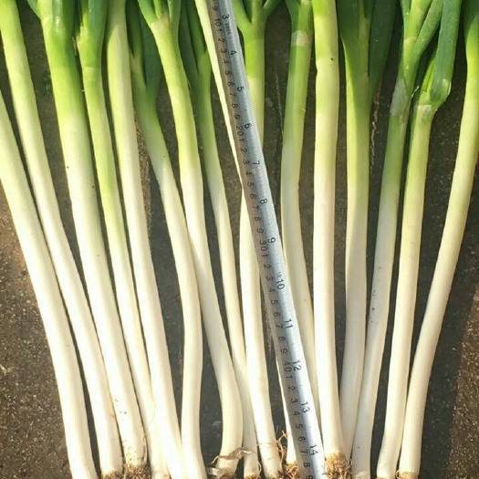 安顺铁杆大葱 本人常年代收蔬菜。我处大量蔬菜供应。望有实力的收构商前来合作