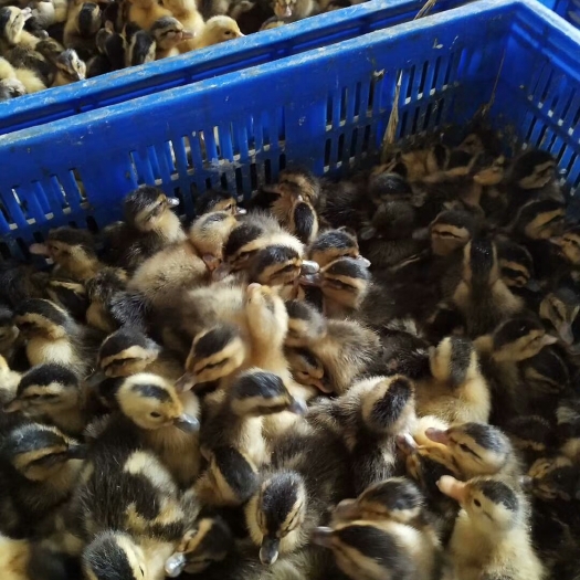 南宁 大种杂交麻鸭苗