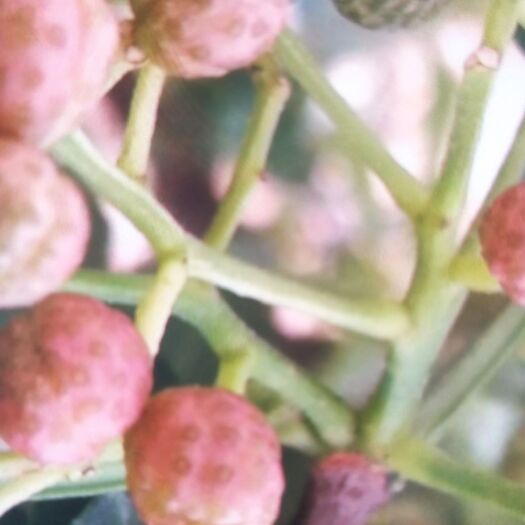 平邑县大红袍花椒 一级 鲜花椒