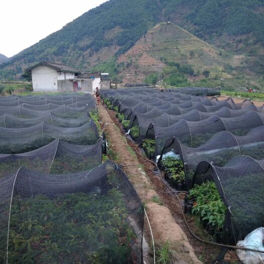 东莞市小拱棚杆 蔬菜大棚 新型棚用材料，玻璃纤维弹力钢棒，长度根据需求，可任意裁切7