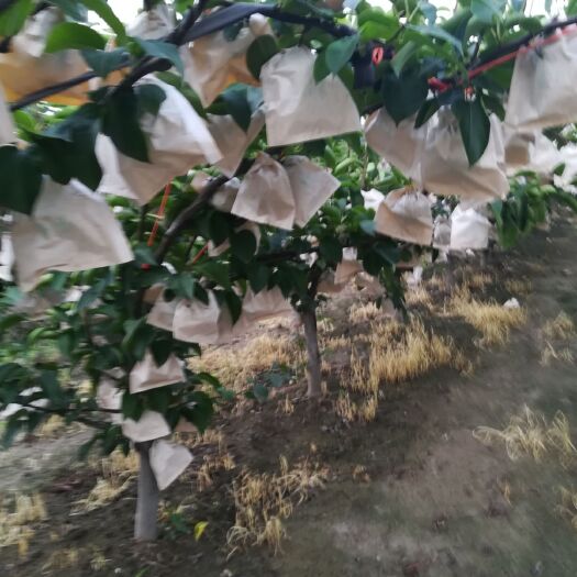 平度市 秋月梨，华山梨，南水梨。品质好，表光好，面积大。