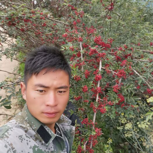 昭通 各种花椒苗出售