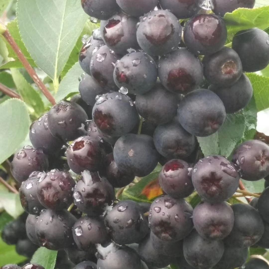 开原市美城苗圃花楸树价格 百花花楸 欧洲花楸