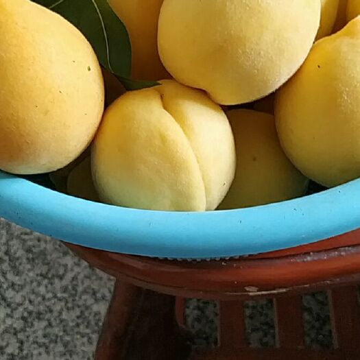 炎陵县 ..自家果园种的黄桃马上就要开园啦，正宗湖南炎陵黄桃，纯天