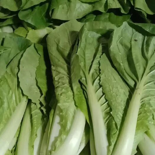 曹县 奶油小白菜