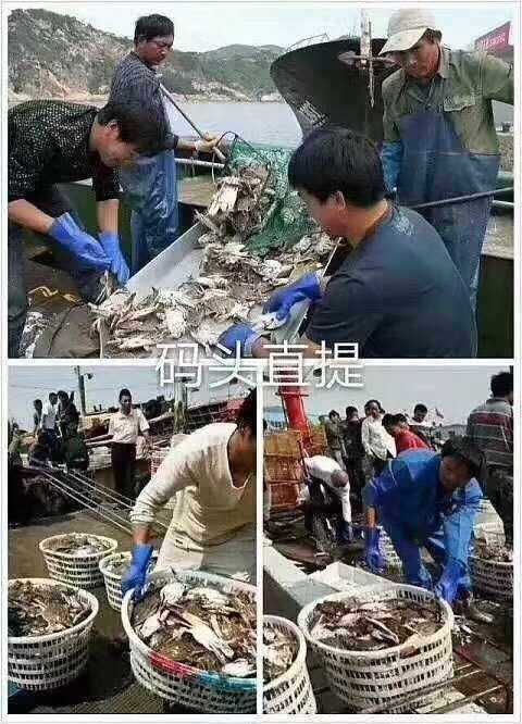 舟山 舟山鲜活梭子蟹飞蟹大白蟹红膏蟹