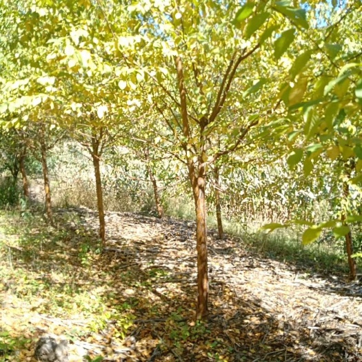 开原市山桃苗 开原市美城苗圃山桃稠李价格 山桃稠李批发