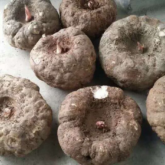 十堰 新鲜高山产魔芋，质优价廉