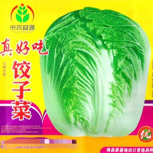 樟树市 真好吃饺子菜大白菜种子蔬菜种子批发高产抗病大包头白菜种子