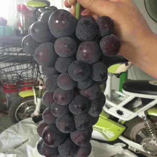 鲁山县夏黑葡萄 一串串的酸甜可口