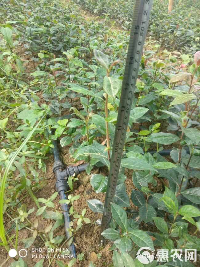 大果红花油茶 红花油茶嫁接苗实生苗