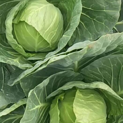 太白县紫包菜 陕西省宝鸡市太白县 1.5~2.0斤