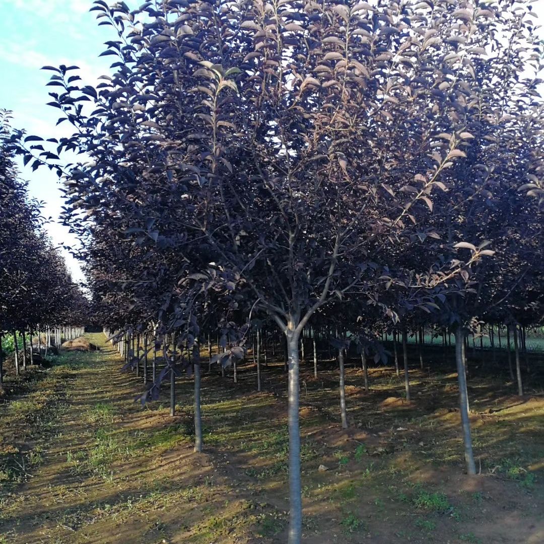 开原市美城苗圃花楸树价格 百花花楸 欧洲花楸