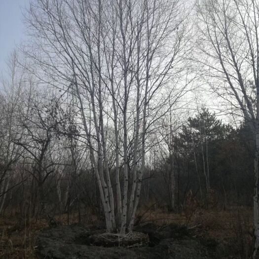  辽宁白桦树苗价格 丛生白桦树价格 白桦树小苗 批发