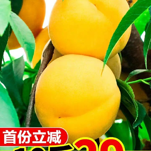 日照 优质营养黄金冠黄桃新鲜有机水果口感好味道纯正外皮清香