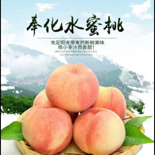 新昌县奉化水蜜桃 承接微商，平台采购前来洽谈，欢迎砸单。基地直发！