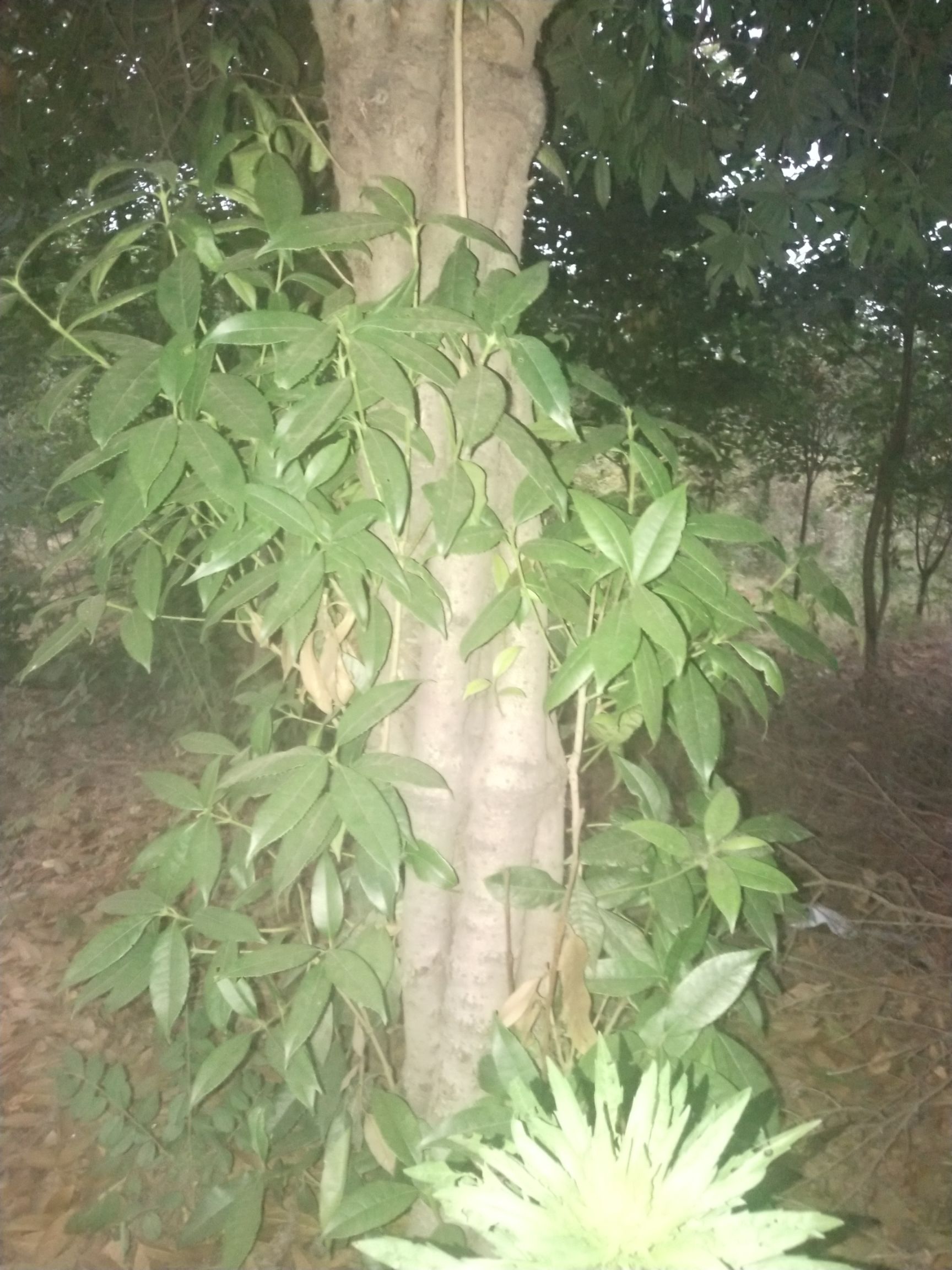 八月桂