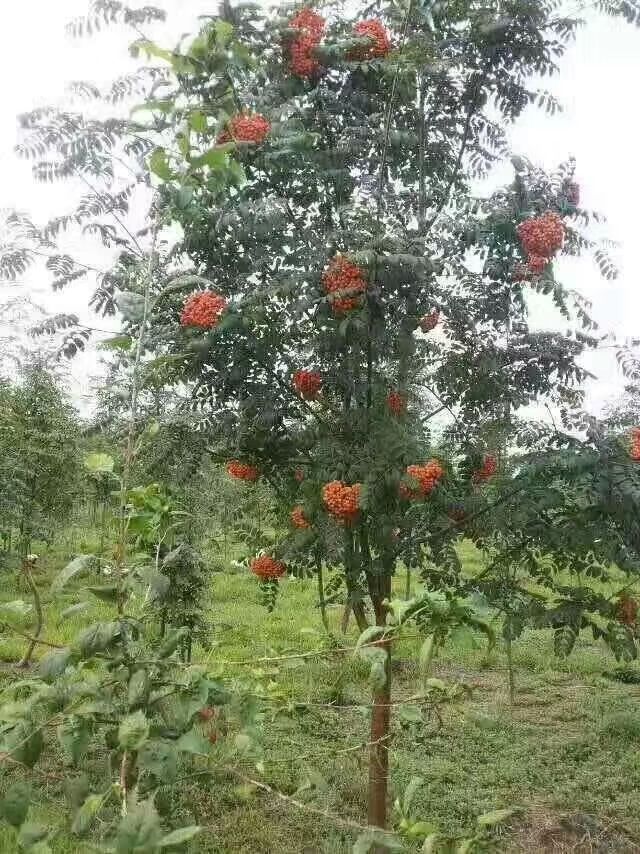 开原市美城苗圃花楸树价格 百花花楸 欧洲花楸