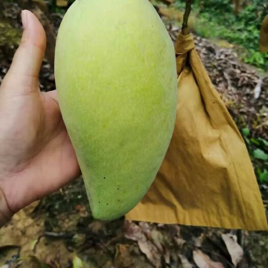 百色 大小金煌芒 ，核薄肉厚，送礼佳品