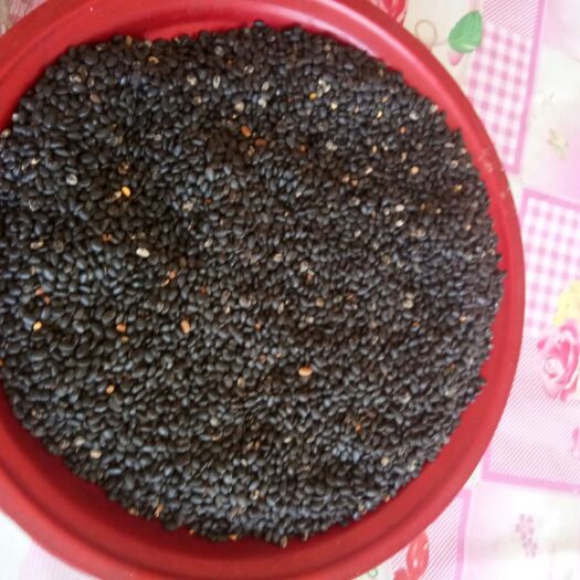 沁县古老的黑豆农村老品种原始种植小黑豆小颗粒黑小豆黄芯扁颗粒肾