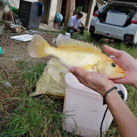  黄金石斑鱼