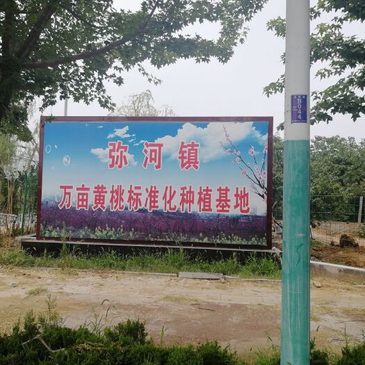 青州市 原产地万亩黄桃直供