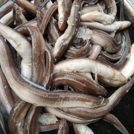 射阳县海鳗 黄海寸心